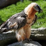 Lammergeier or Bearded Vulture