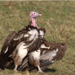 Lappetfaced_Vulture_Threat_Display_Kenya_Philip_Perry