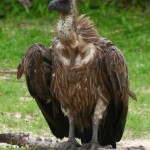 White-backed_vulture_1807