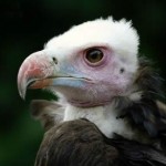 White-headed-vulture-head-detail