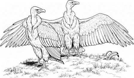 White-rumped-Vulture-coloring-page