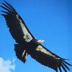andean-condor-wings-out-white