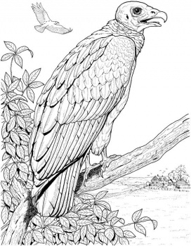 vulture-coloring-page